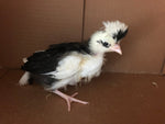 Polish White Crested Black Color -- Available Babies