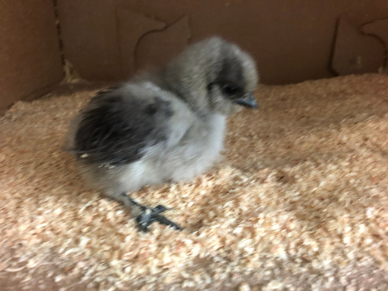 Blue Silkie Bantam - Próximamente