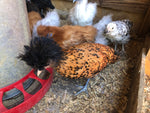 Polish Gold Laced Color -- Upcoming Hatches