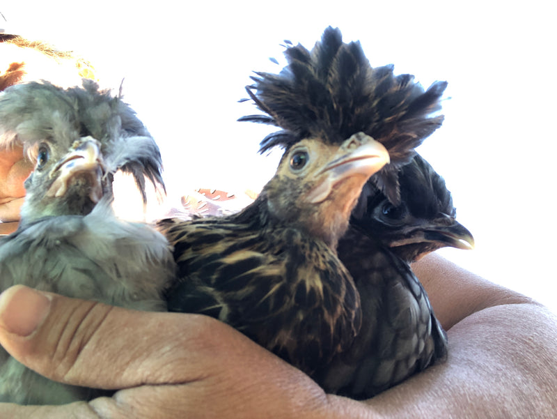 Polish Gold Laced Color -- Upcoming Hatches