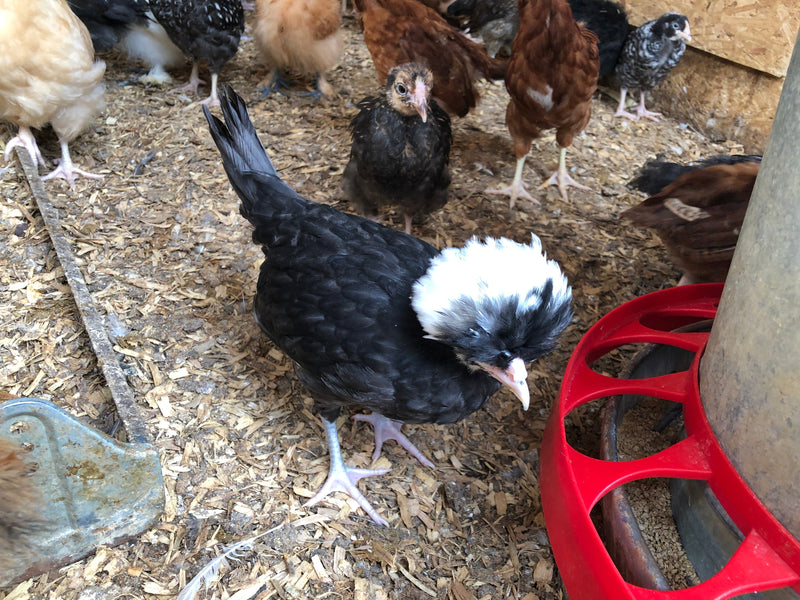 Polish White Crested Black Color -- Available Babies