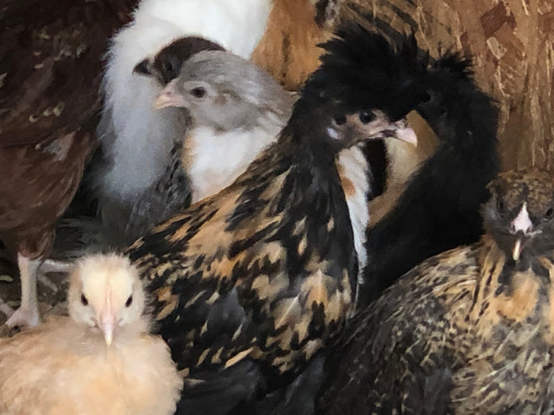 Polish Gold Laced Color -- Upcoming Hatches