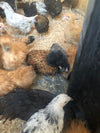 Polish Gold Laced Color -- Upcoming Hatches