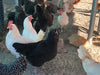Collection --First Time Chickie Owner Chickies that lay MultiColored Eggs -- Upcoming