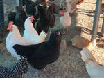 Collection --First Time Chickie Owner Chickies that lay MultiColored Eggs -- Upcoming