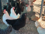 Collection --First Time Chickie Owner MultiColored Eggs -- Upcoming