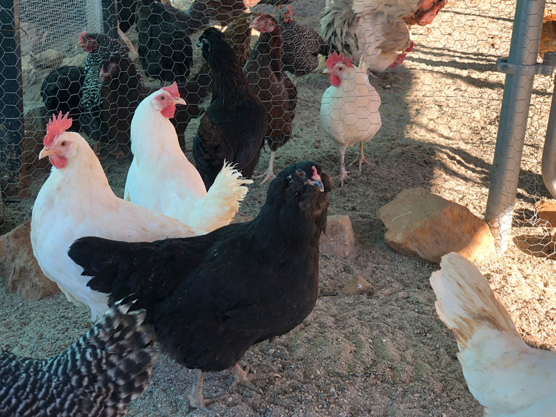 Collection --First Time Chickie Owner Chickies that lay MultiColored Eggs -- Upcoming