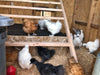 Collection --First Time Chickie Owner Chickies that lay MultiColored Eggs -- Upcoming