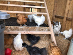 Collection --First Time Chickie Owner Chickies that lay MultiColored Eggs -- Upcoming