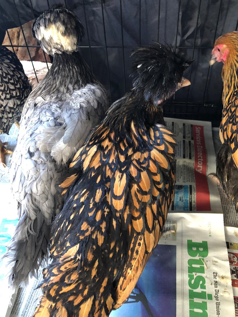 Polish Gold Laced Color -- Upcoming Hatches