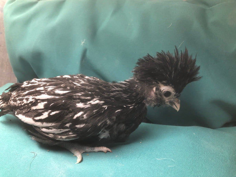 Silver Laced Polish Crested -- Available Now