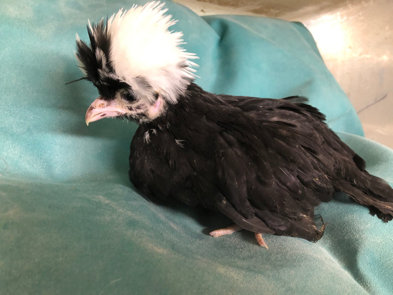Polish White Crested Black Color -- Upcoming Hatches