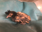 Polish Gold Laced Color -- Upcoming Hatches