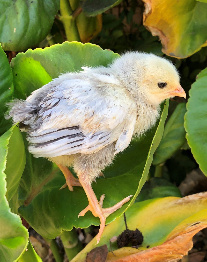 Columbian Wyandotte BANTAM -- Upcoming Hatches