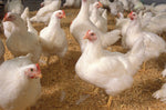 Jumbo Cornish Cross Broilers -- Upcoming