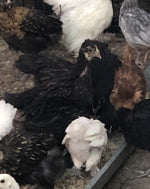 Black Australorp -- Upcoming Hatches