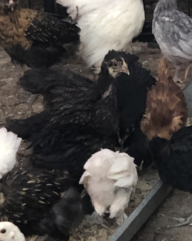 Black Australorp - Próximas escotillas