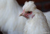 Schijndelaar -- Disponible ahora