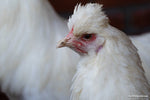 Schijndelaar -- Disponible ahora