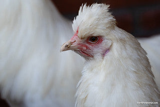 Schijndelaar -- Disponible ahora