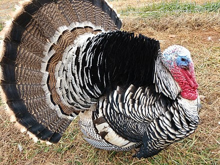 Turkeys  -- Narragansett -- Upcoming