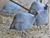 Guineas -- Lavender -- Upcoming