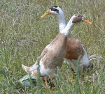 Patos corredores leonado y blanco: próximamente