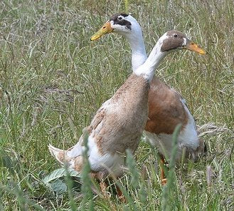 Fawn & White Runner Ducks -- Upcoming