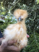 Collection -- Oodles of Silkies -- Upcoming