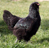 Ameraucanas Negras (Ameraucanas Verdaderas...no Eggers de Pascua) -- Próximas Eclosiones