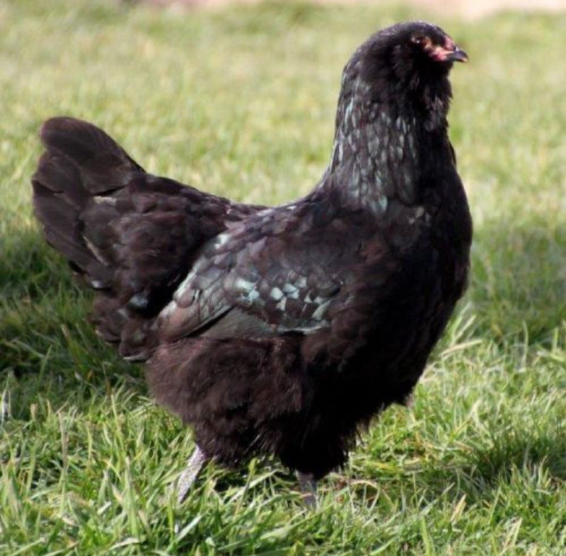 Black Ameraucanas (True Ameraucanas...not Easter Eggers) -- Upcoming Hatches