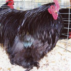 Cochin Bantams -- Black Color -- Upcoming Hatch