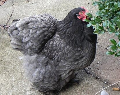 Cochin Bantams -- Blue Color -- Upcoming Hatch