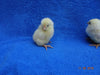 White Leghorn -- Upcoming Hatches -- Female