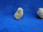 White Leghorn -- Upcoming Hatches -- Female