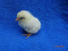 Rhode Island White -- Available Babies