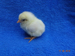 Rhode Island White -- Available Babies