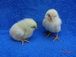 White Leghorn -- Coop Ready