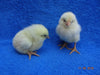 Leghorn blanco: disponible ahora