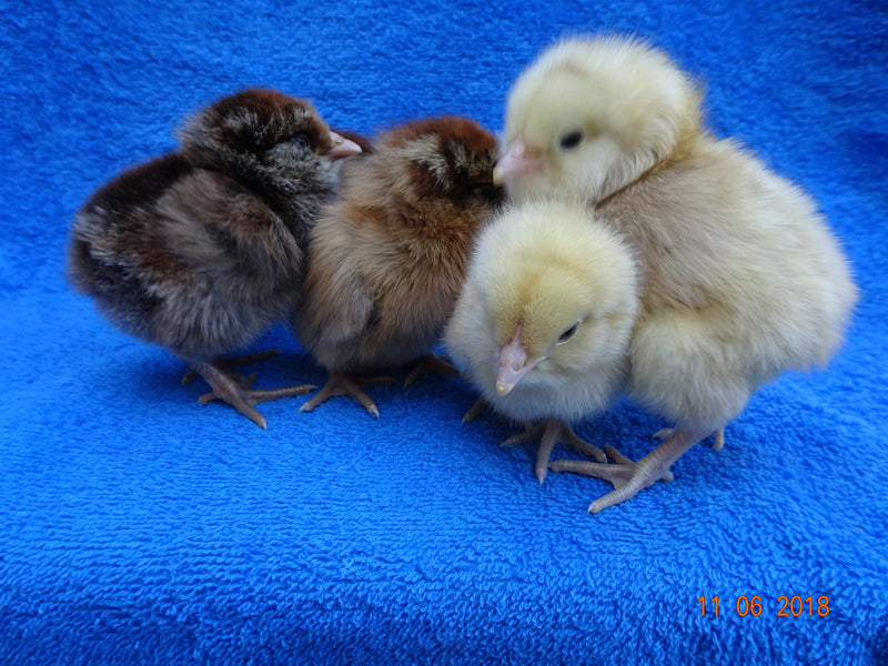 Easter Egger BANTAM -- Upcoming Hatches