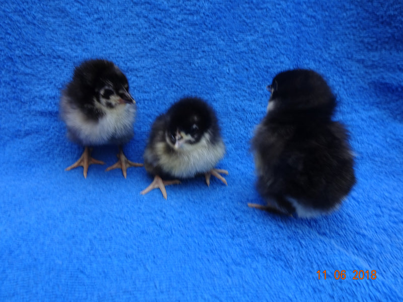 Australorp negro: listo para cooperativa