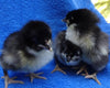 Black Australorp -- Upcoming Hatches