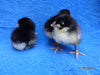 Australorp Negro -- Bebés Disponibles