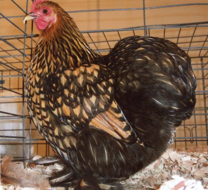 Cochin Bantams -- Gold Laced Color -- Upcoming Hatch