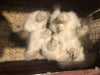 White Silkie Bantam -- Upcoming