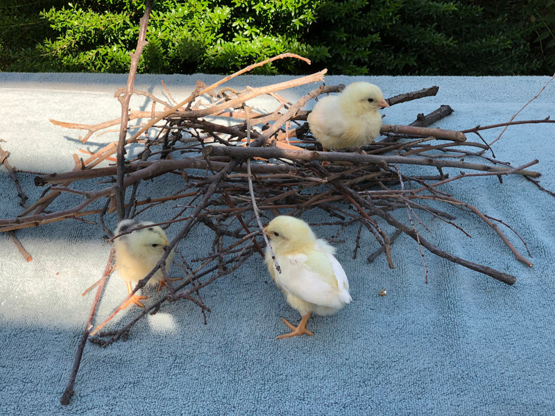 White Leghorn -- Available Babies