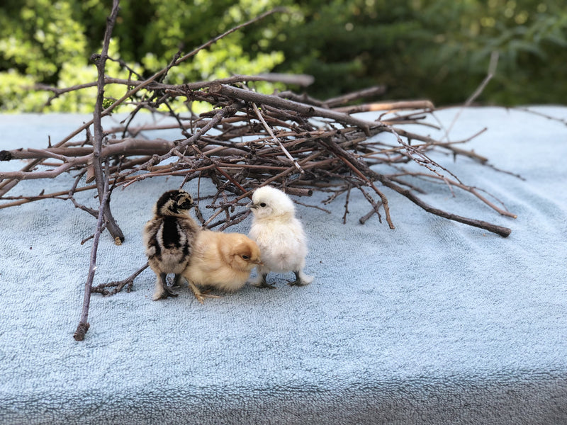 White Silkie Bantam -- Upcoming