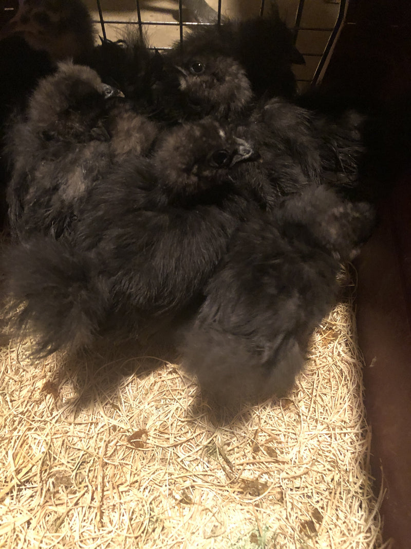 Black Silkie Bantam - Próximamente