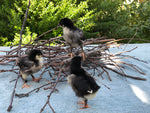 Black Copper Marans -- Available Babies