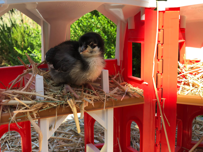 Marans cuco francés: próxima escotilla